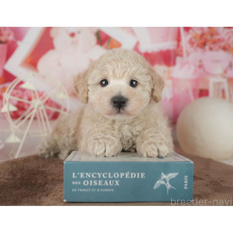 販売中の千葉県のタイニープードル-455518