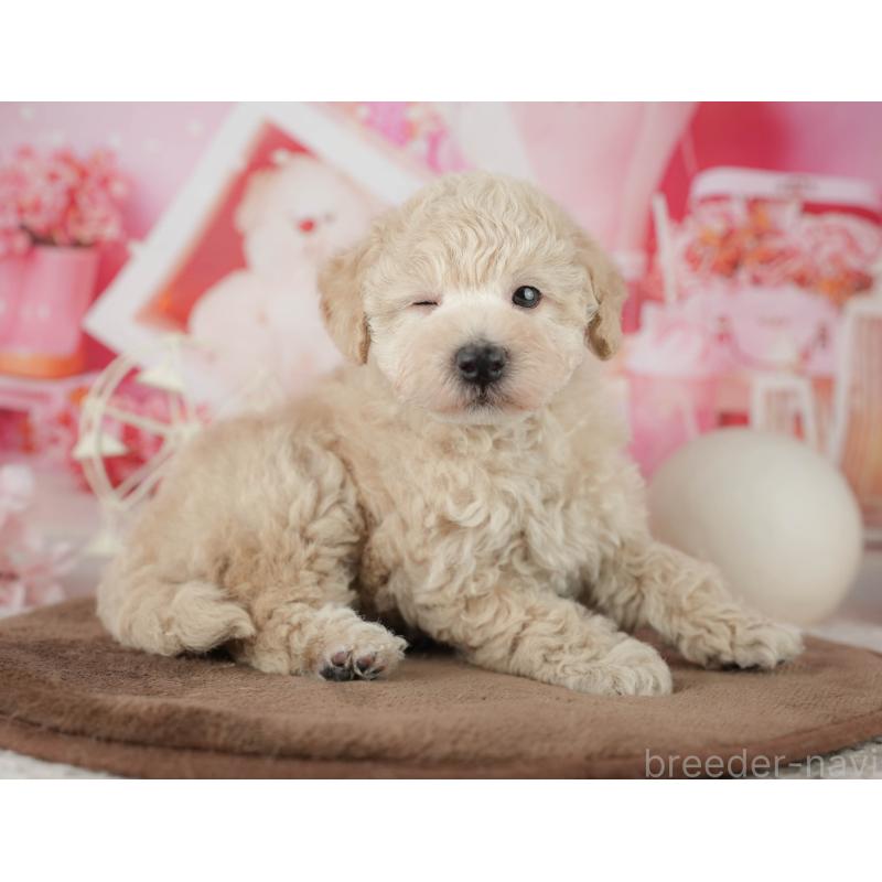 販売中の千葉県のタイニープードル-455518の10枚目