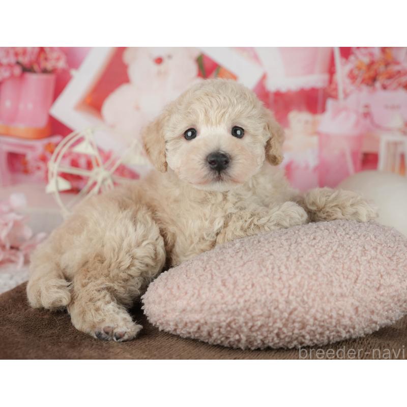 販売中の千葉県のタイニープードル-455518の9枚目