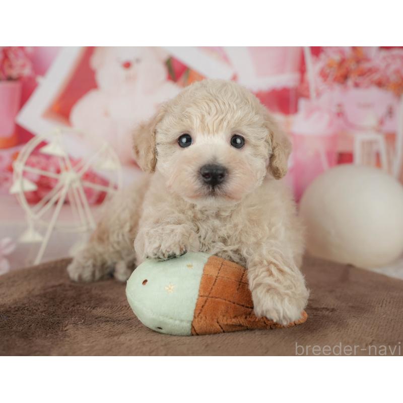 販売中の千葉県のタイニープードル-455518の8枚目