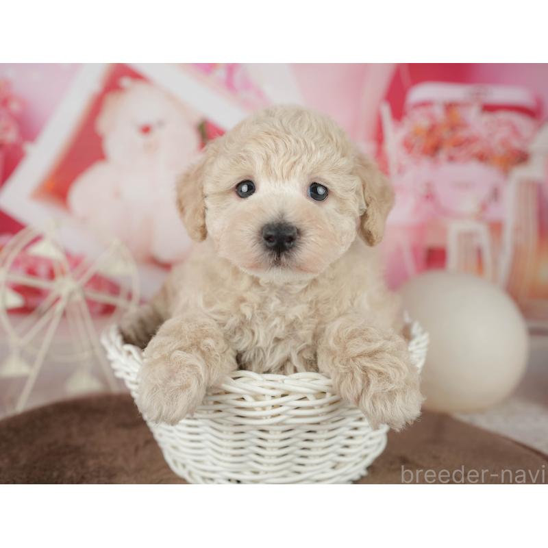 販売中の千葉県のタイニープードル-455518の6枚目