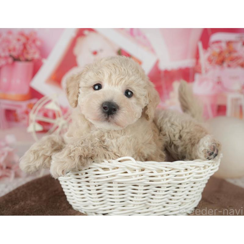 販売中の千葉県のタイニープードル-455518の5枚目