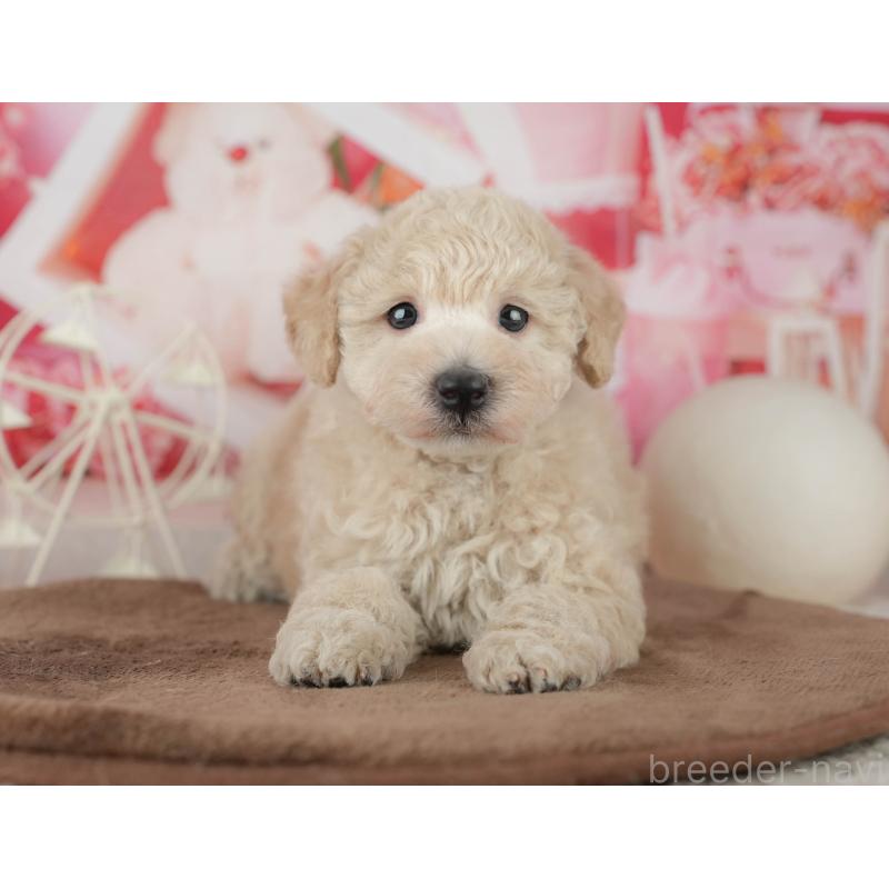 販売中の千葉県のタイニープードル-455518の4枚目