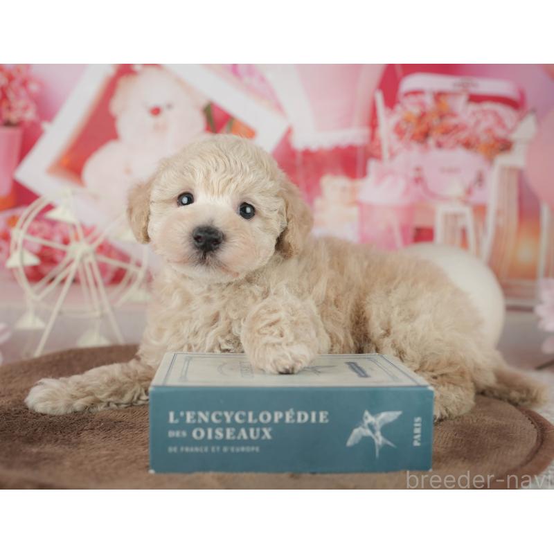 販売中の千葉県のタイニープードル-455518の3枚目