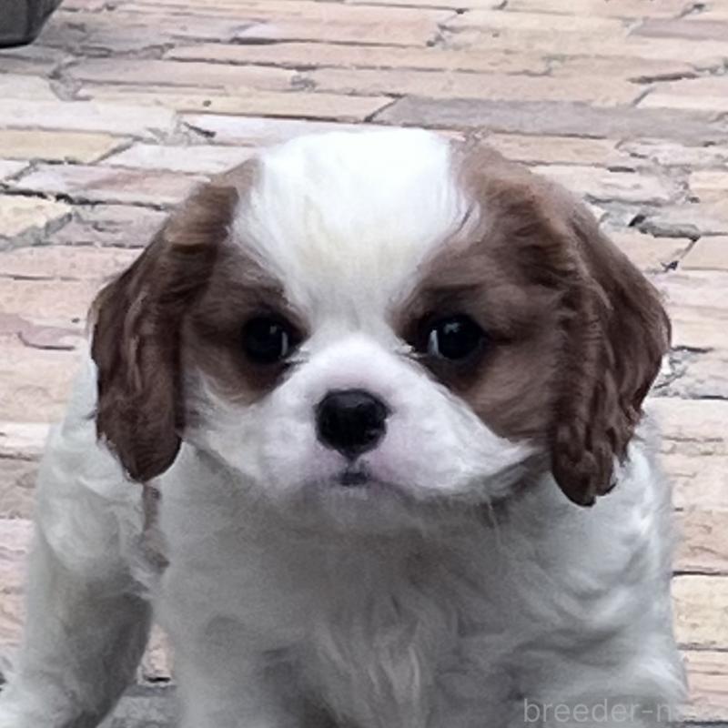 販売中の山口県のキャバリアキングチャールズスパニエル-451786