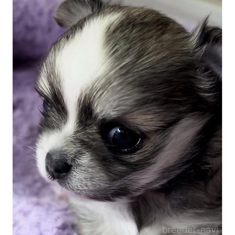 販売中の神奈川県のチワワ(ロングコート)-455803の7枚目