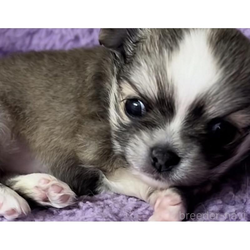 販売中の神奈川県のチワワ(ロングコート)-455803の6枚目