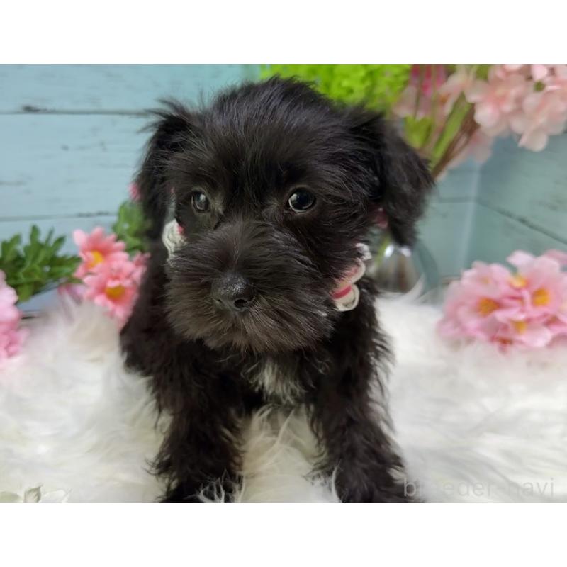 販売中の埼玉県のミニチュアシュナウザー-455443の7枚目