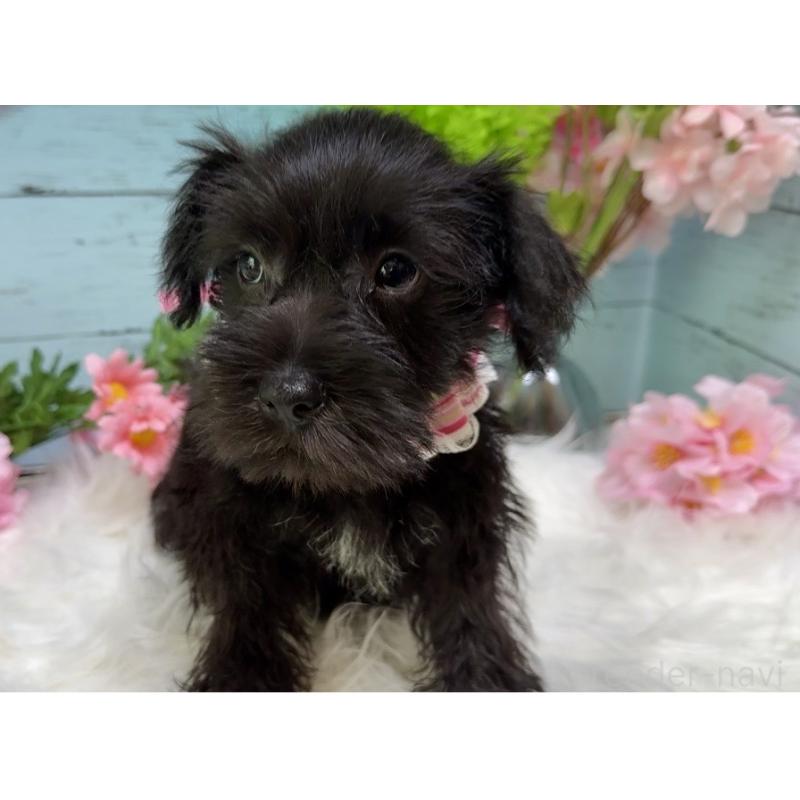 販売中の埼玉県のミニチュアシュナウザー-455443の6枚目