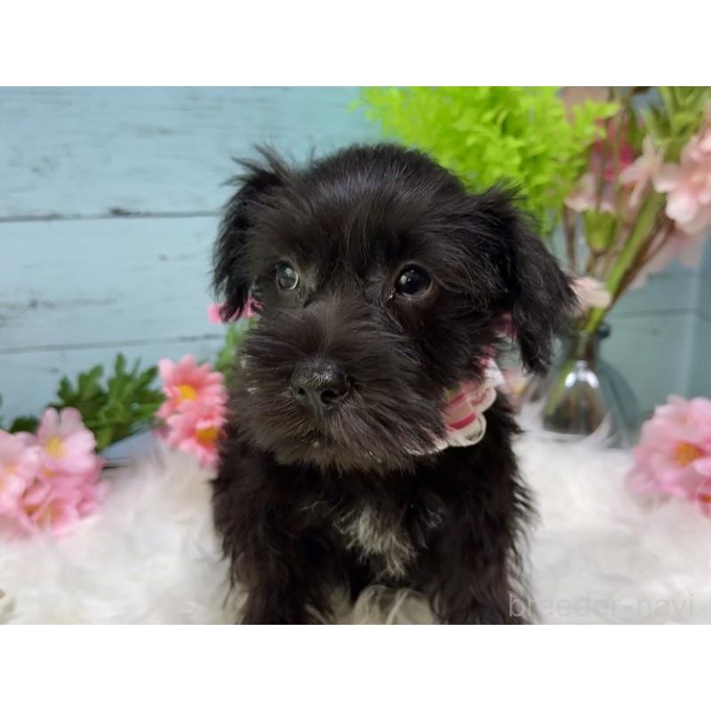 販売中の埼玉県のミニチュアシュナウザー-455443の4枚目