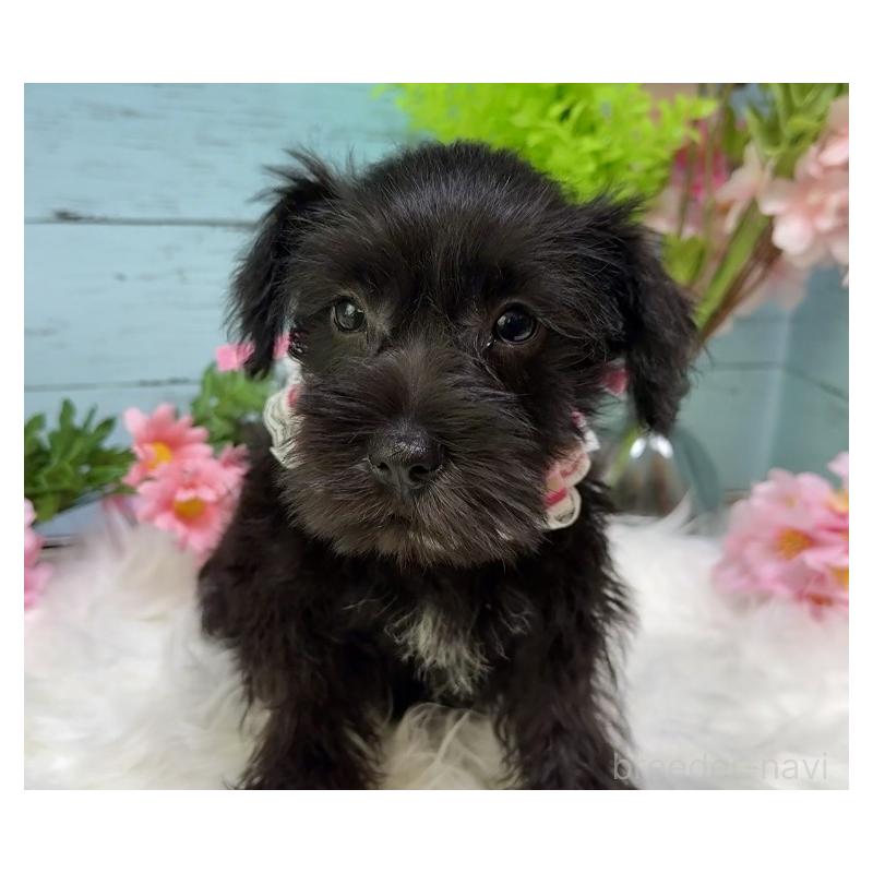 販売中の埼玉県のミニチュアシュナウザー-455443の5枚目