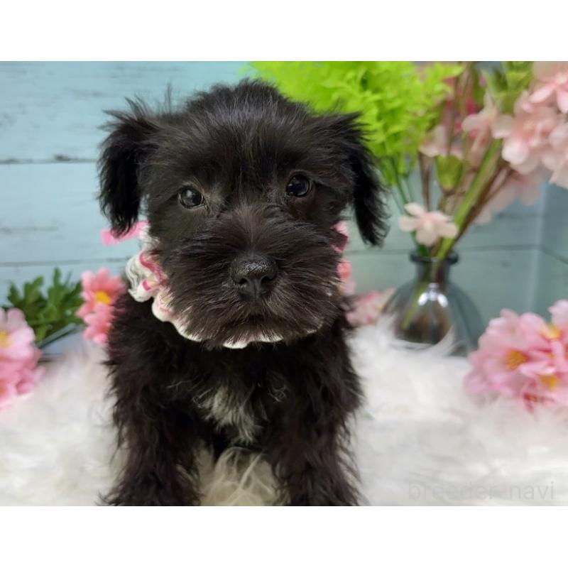 販売中の埼玉県のミニチュアシュナウザー-455443の2枚目