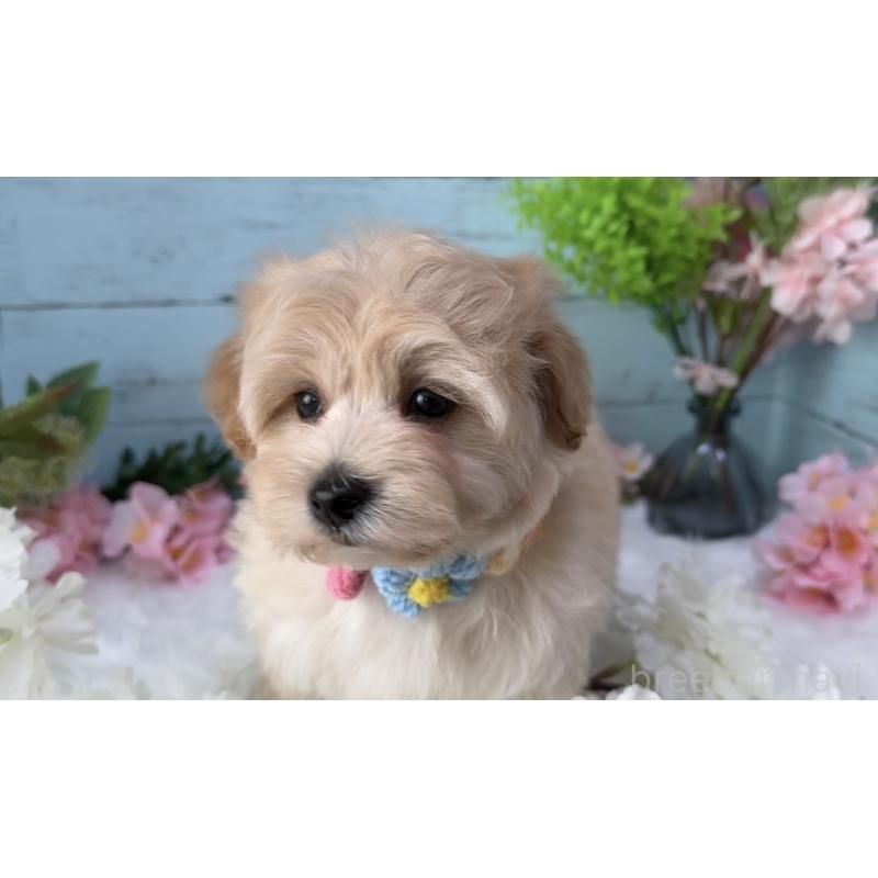 販売中の埼玉県のマルプー:マルチーズ×トイプードル-455444の7枚目