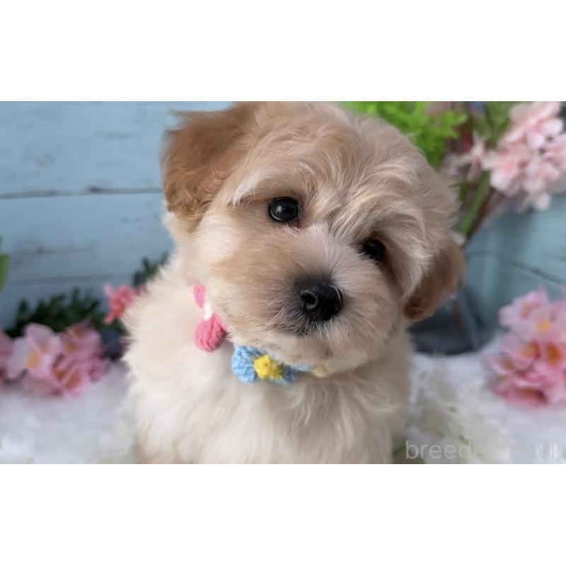 販売中の埼玉県のマルプー:マルチーズ×トイプードル-455444の8枚目