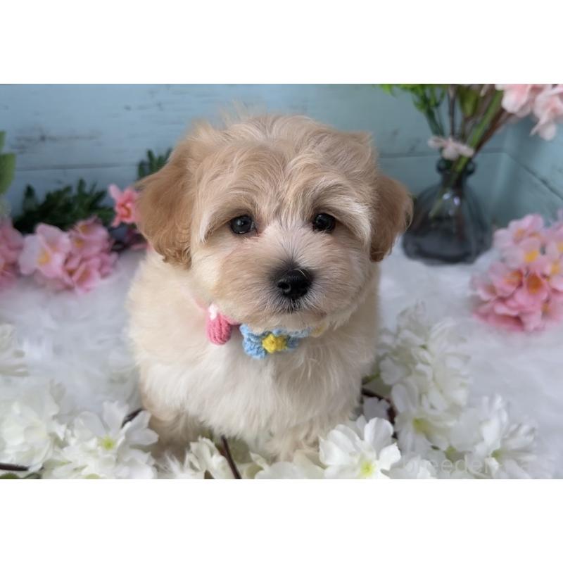 販売中の埼玉県のマルプー:マルチーズ×トイプードル-455444の6枚目