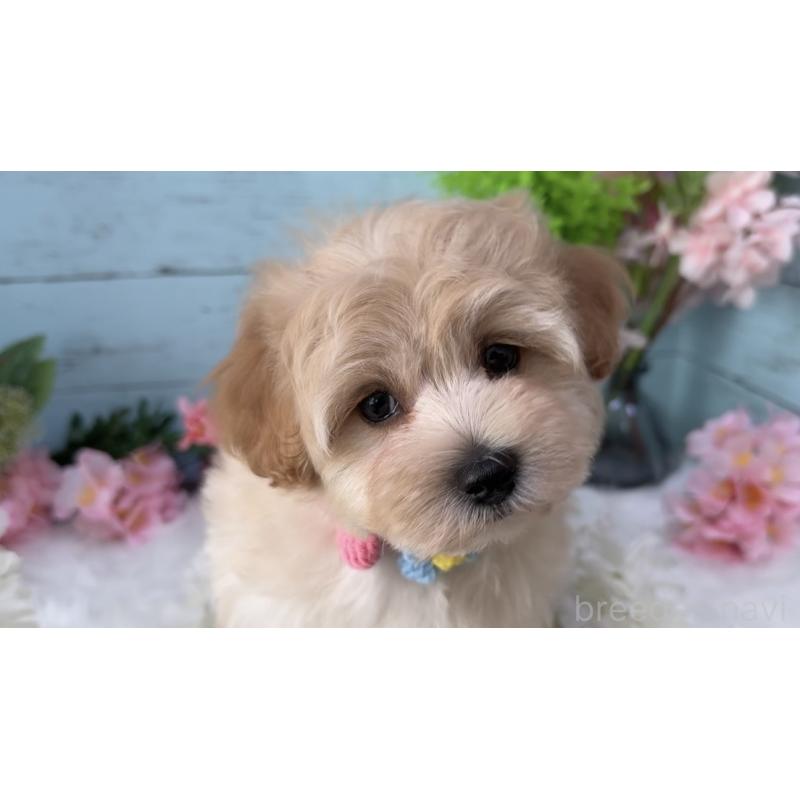 販売中の埼玉県のマルプー:マルチーズ×トイプードル-455444の4枚目