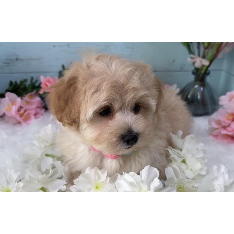 販売中の埼玉県のマルプー:マルチーズ×トイプードル-455444の5枚目