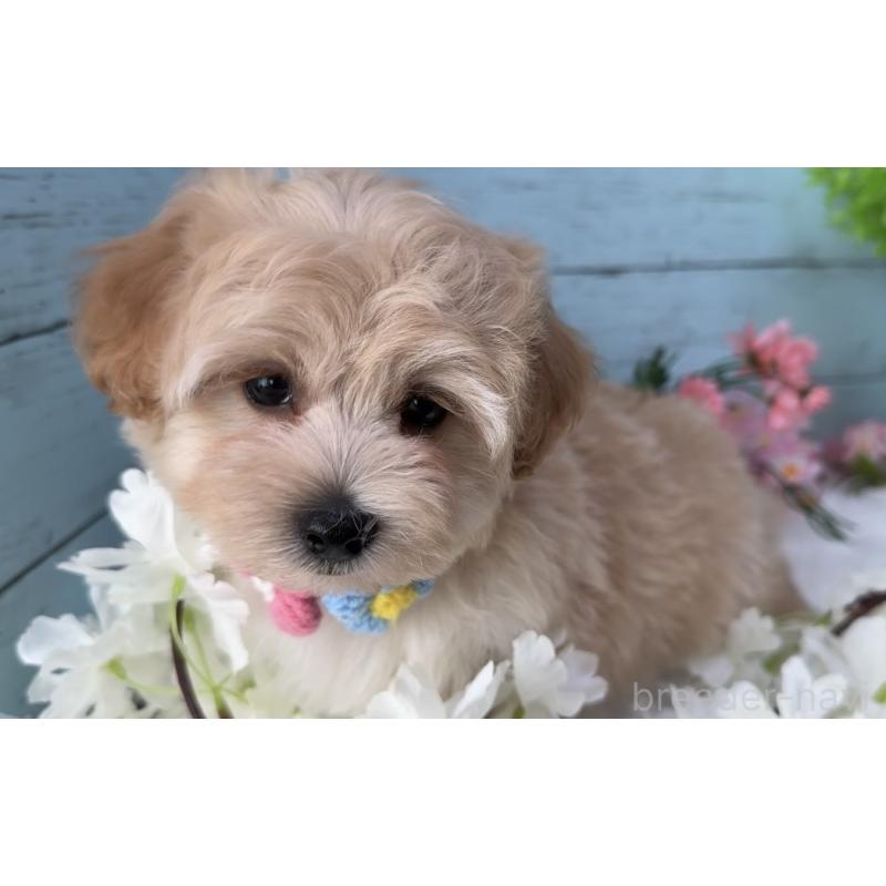 販売中の埼玉県のマルプー:マルチーズ×トイプードル-455444の3枚目