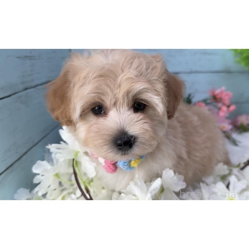 販売中の埼玉県のマルプー:マルチーズ×トイプードル-455444の2枚目