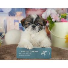 ♀︎ミックス犬