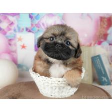 ♀︎ミックス犬