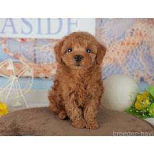 ♀︎トイプードル