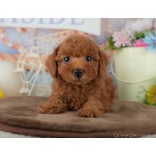 ♀︎トイプードル