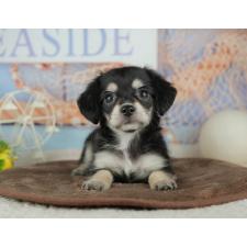 オンライン見学