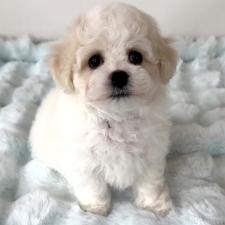 ♀︎ビションフリーゼ