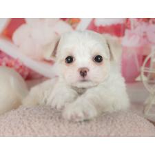 ♀︎ミックス犬