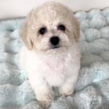 ♀︎ビションフリーゼ