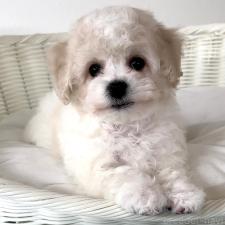 ♀︎ビションフリーゼ