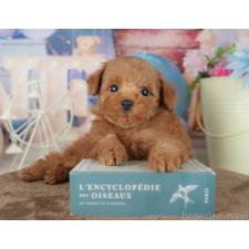 オンライン見学