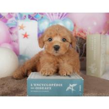 ♀︎トイプードル