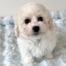 ♀︎ビションフリーゼ