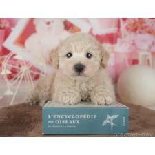 ♀︎タイニープードル