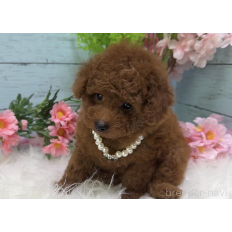 販売中の埼玉県のタイニープードル-455445の8枚目