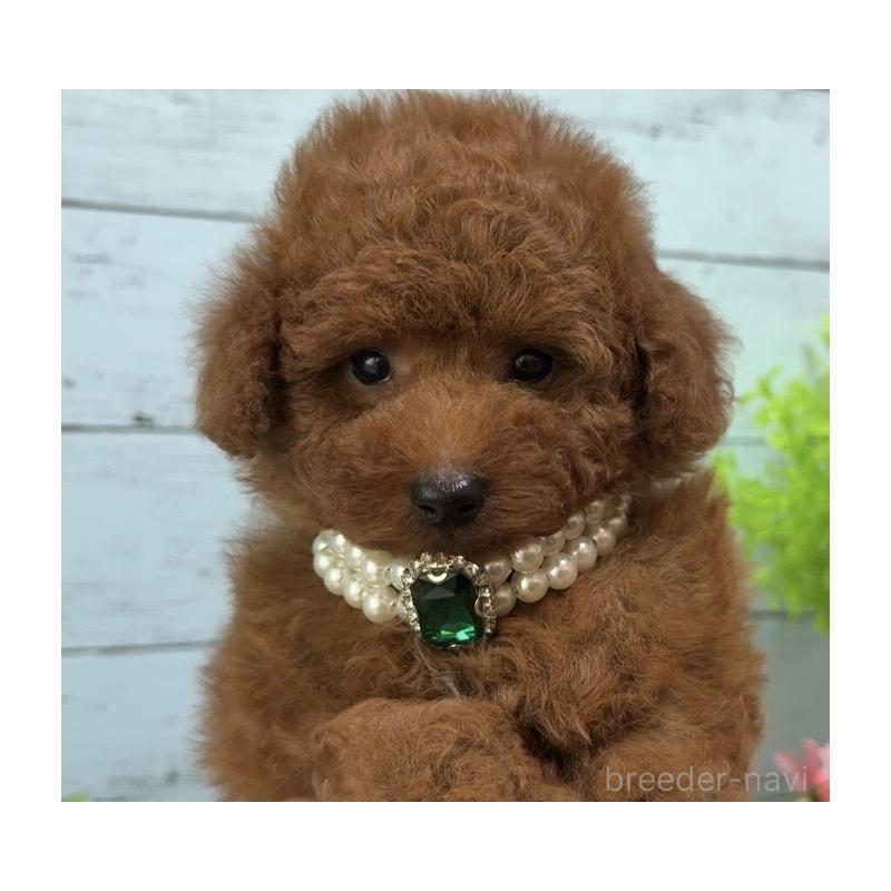 販売中の埼玉県のタイニープードル-455445の5枚目