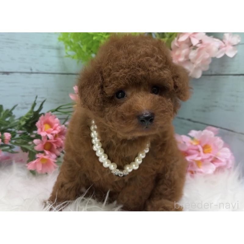 販売中の埼玉県のタイニープードル-455445の3枚目