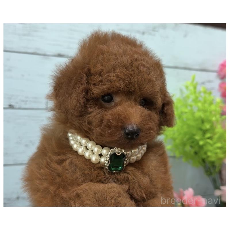 販売中の埼玉県のタイニープードル-455445の4枚目