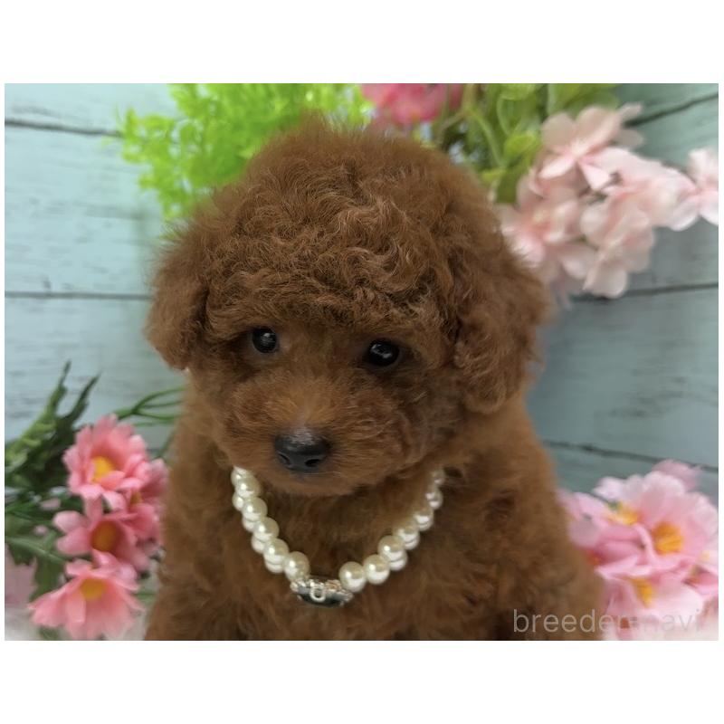 販売中の埼玉県のタイニープードル-455445の2枚目