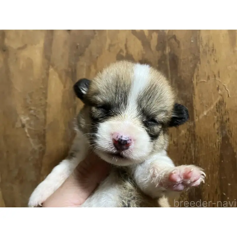 販売中の埼玉県のウェルシュコーギーペンブローク-455446