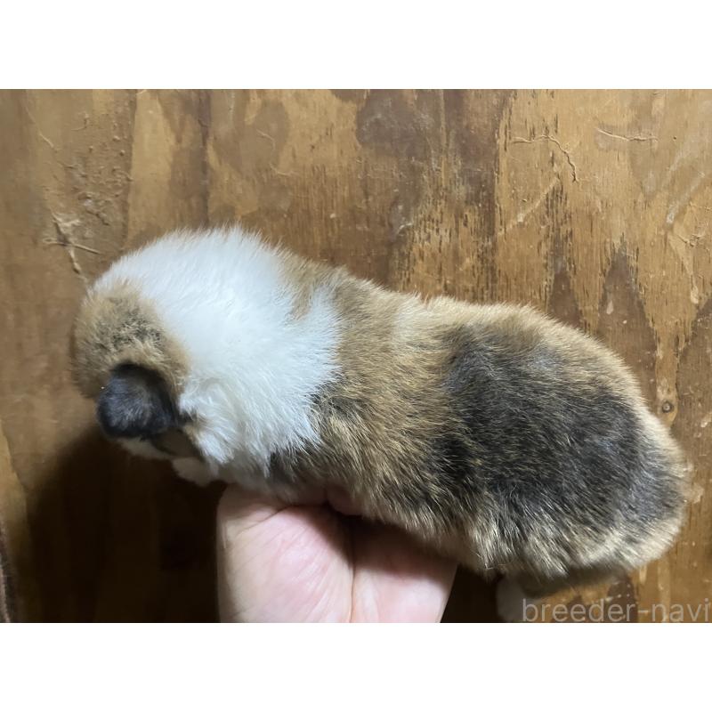 販売中の埼玉県のウェルシュコーギーペンブローク-455446の3枚目