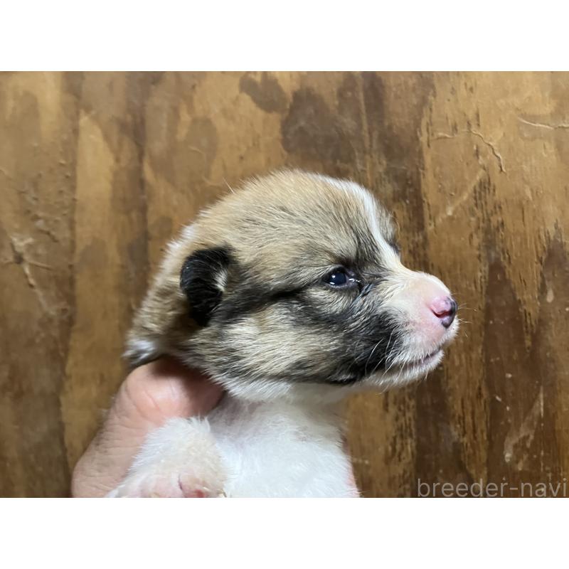 販売中の埼玉県のウェルシュコーギーペンブローク-455446の2枚目