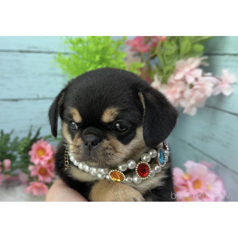 販売中の埼玉県のミックス犬-455451の7枚目