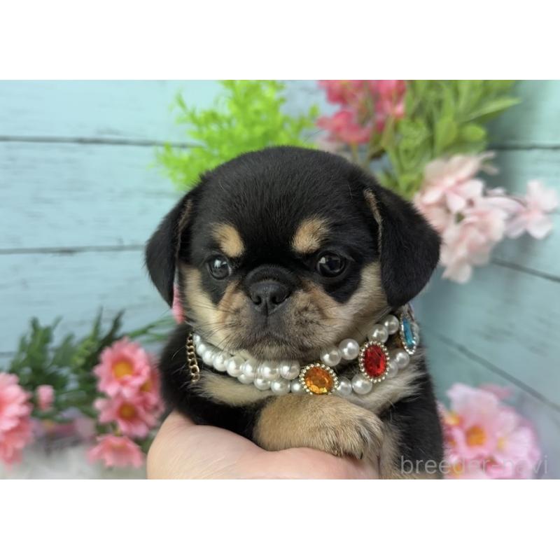 販売中の埼玉県のミックス犬-455451の8枚目