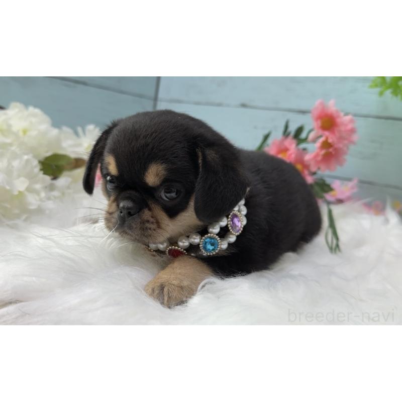 販売中の埼玉県のミックス犬-455451の6枚目