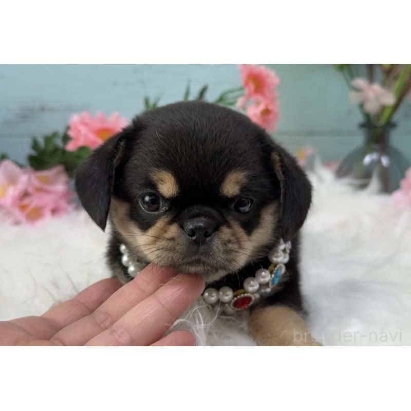 販売中の埼玉県のミックス犬-455451の5枚目