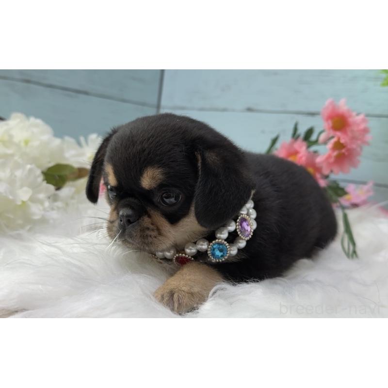 販売中の埼玉県のミックス犬-455451の3枚目