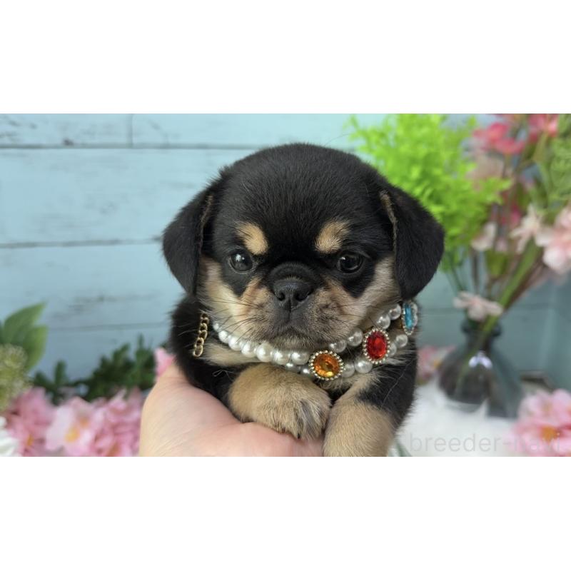 販売中の埼玉県のミックス犬-455451の2枚目